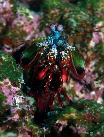 Maldives 2021 - Squille multicolore - Peacock mantis shrimp - Odontodactylus scyllarus - DSC00273_rcf